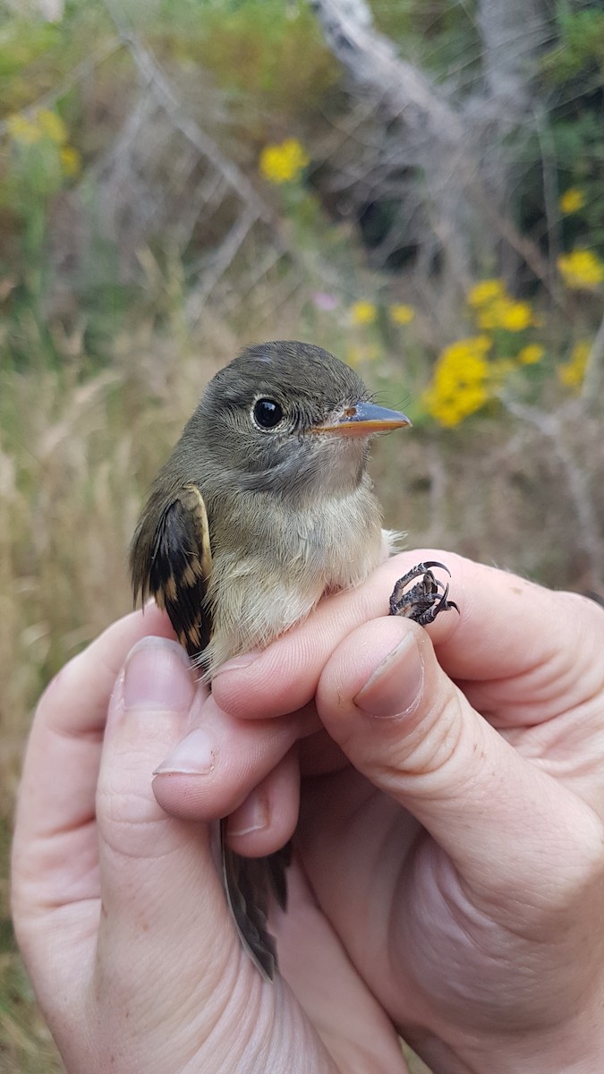 Alder Flycatcher - ML645191454
