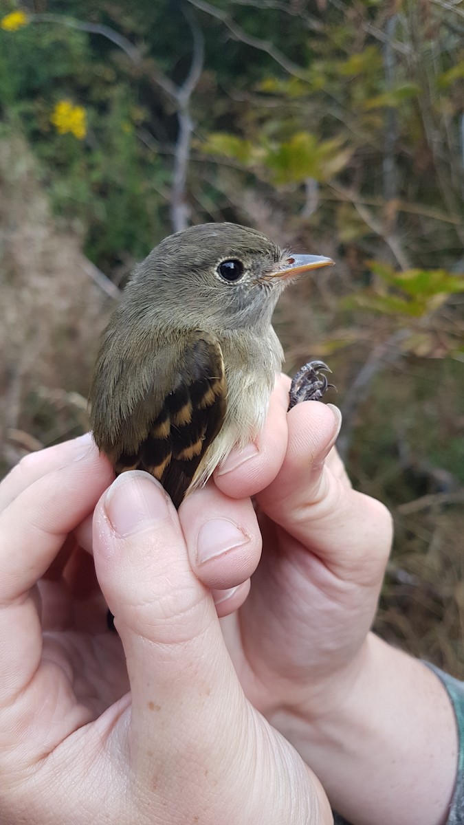 Alder Flycatcher - ML645191455