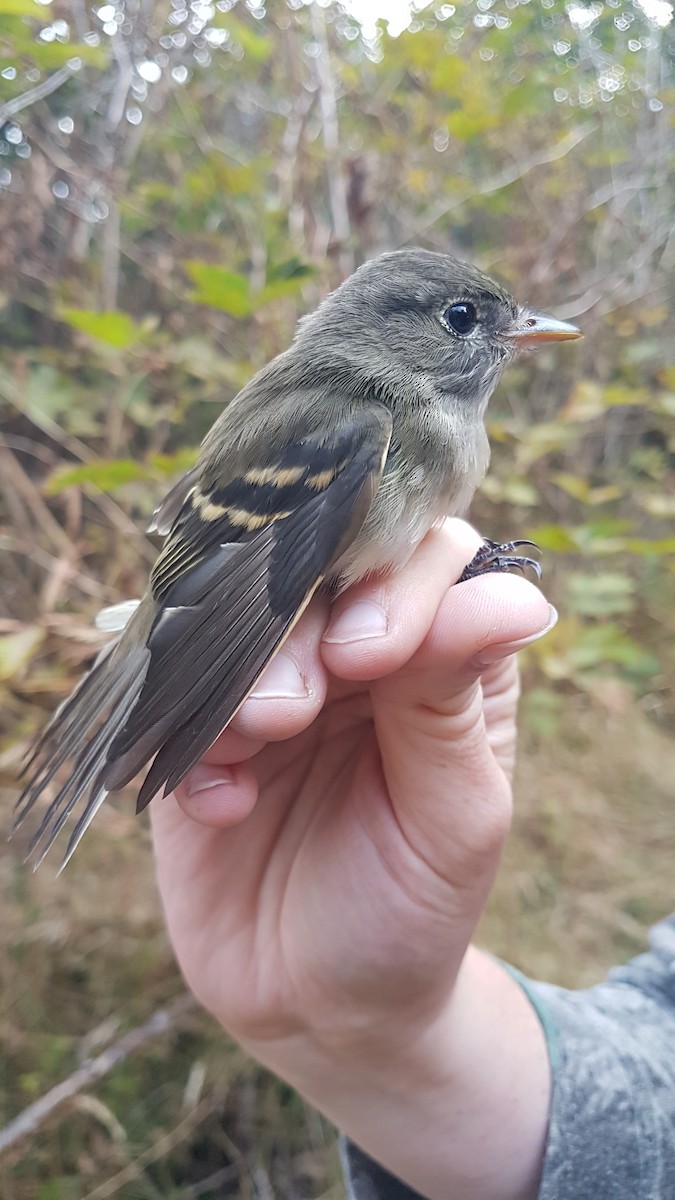 Alder Flycatcher - ML645191456