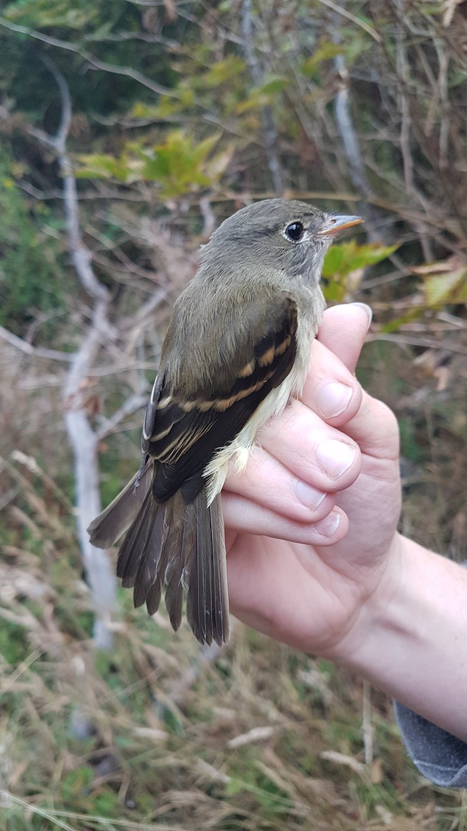 Alder Flycatcher - ML645191457