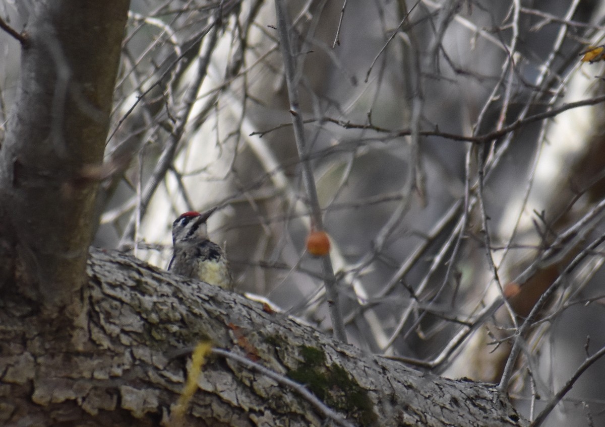 Yellow-bellied Sapsucker - ML645191458