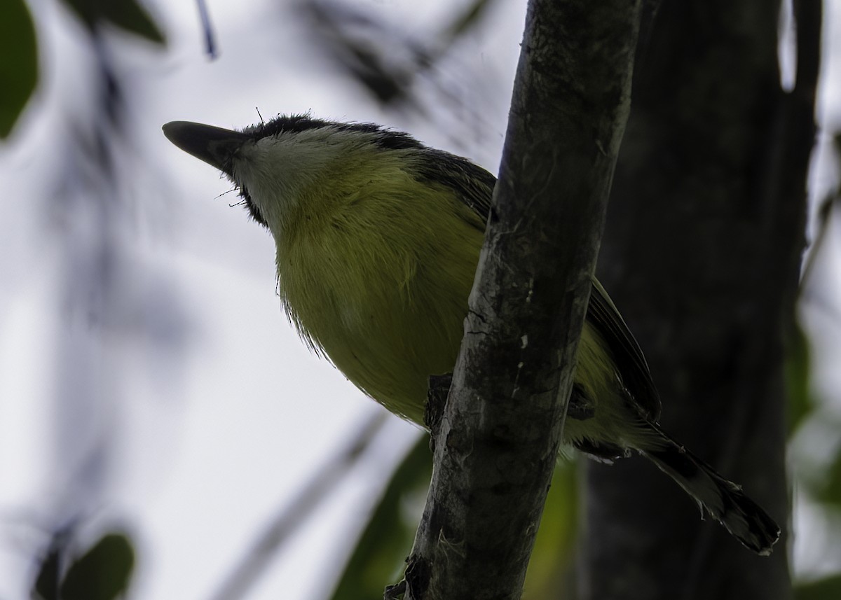 Social Flycatcher - ML645191459