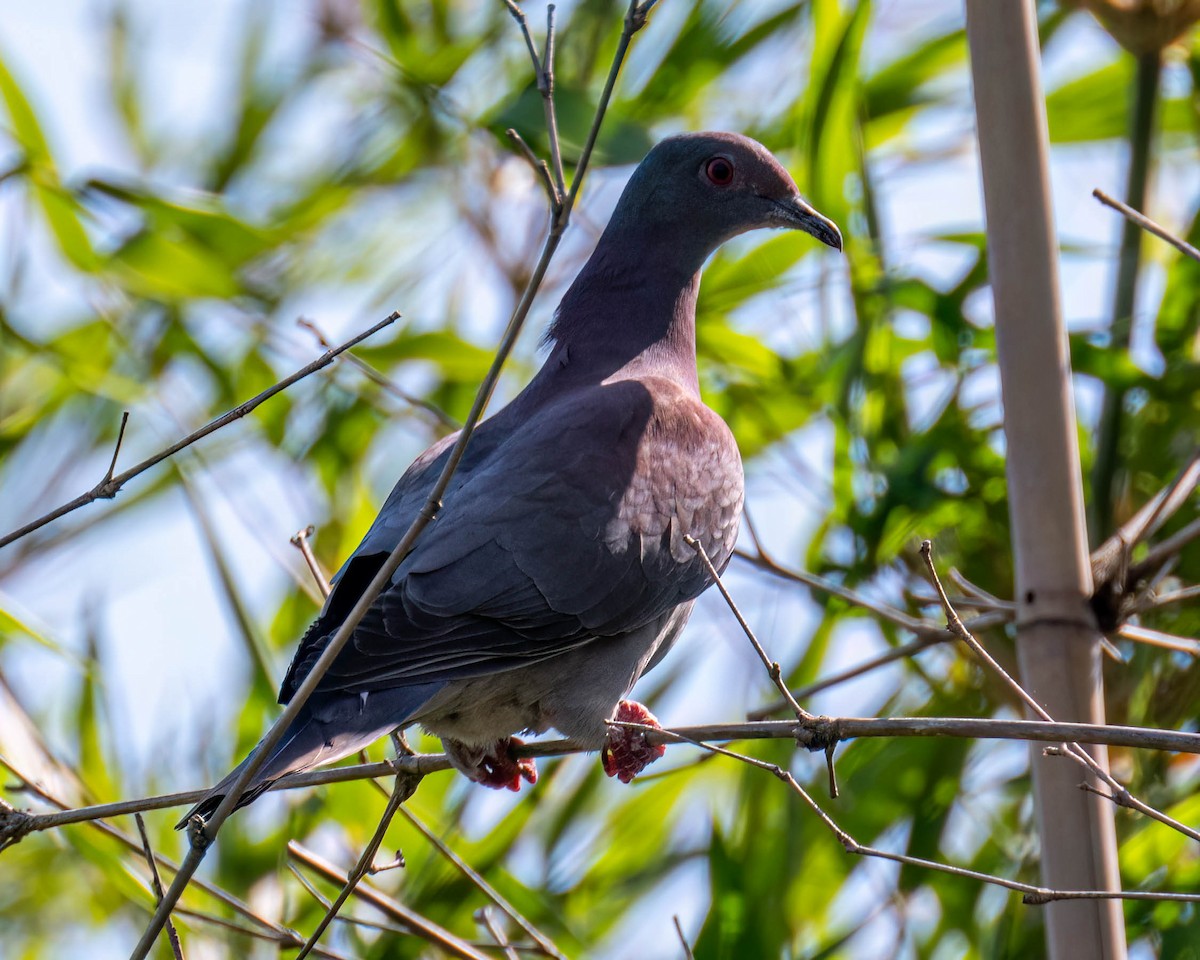 Pale-vented Pigeon - ML645191460