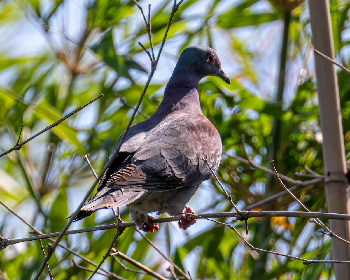 Pale-vented Pigeon - ML645191461