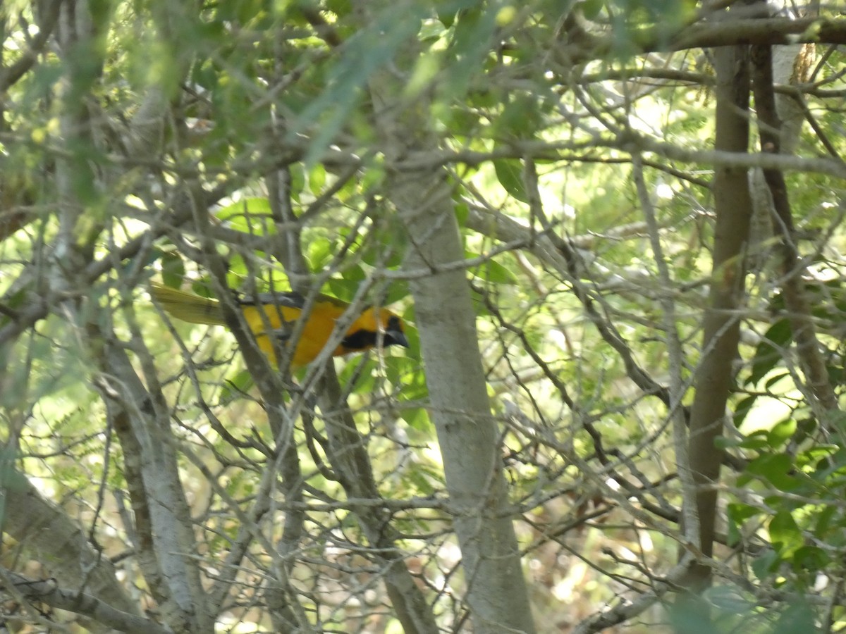 Altamira Oriole - ML645191462
