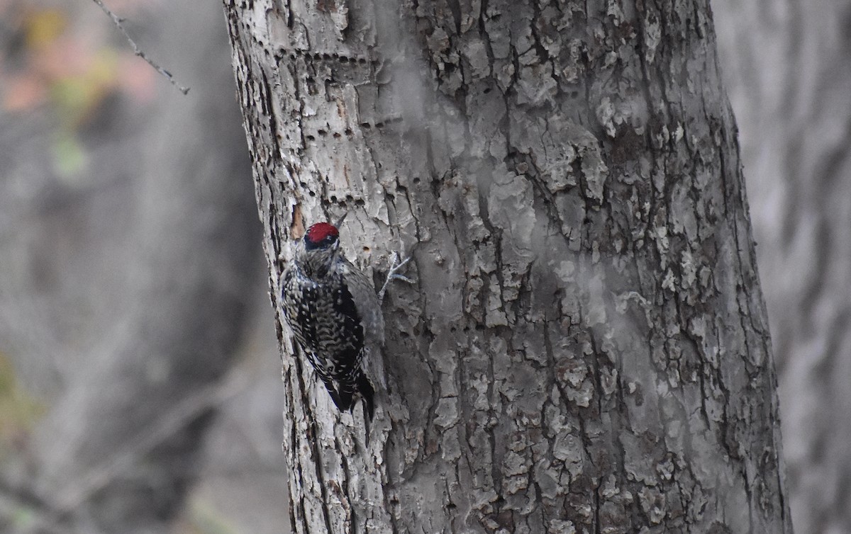 Yellow-bellied Sapsucker - ML645191463