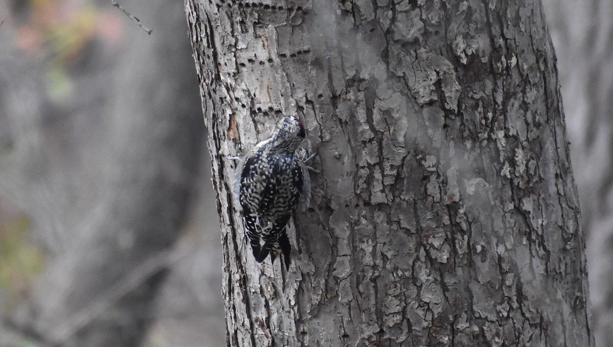 Yellow-bellied Sapsucker - ML645191464