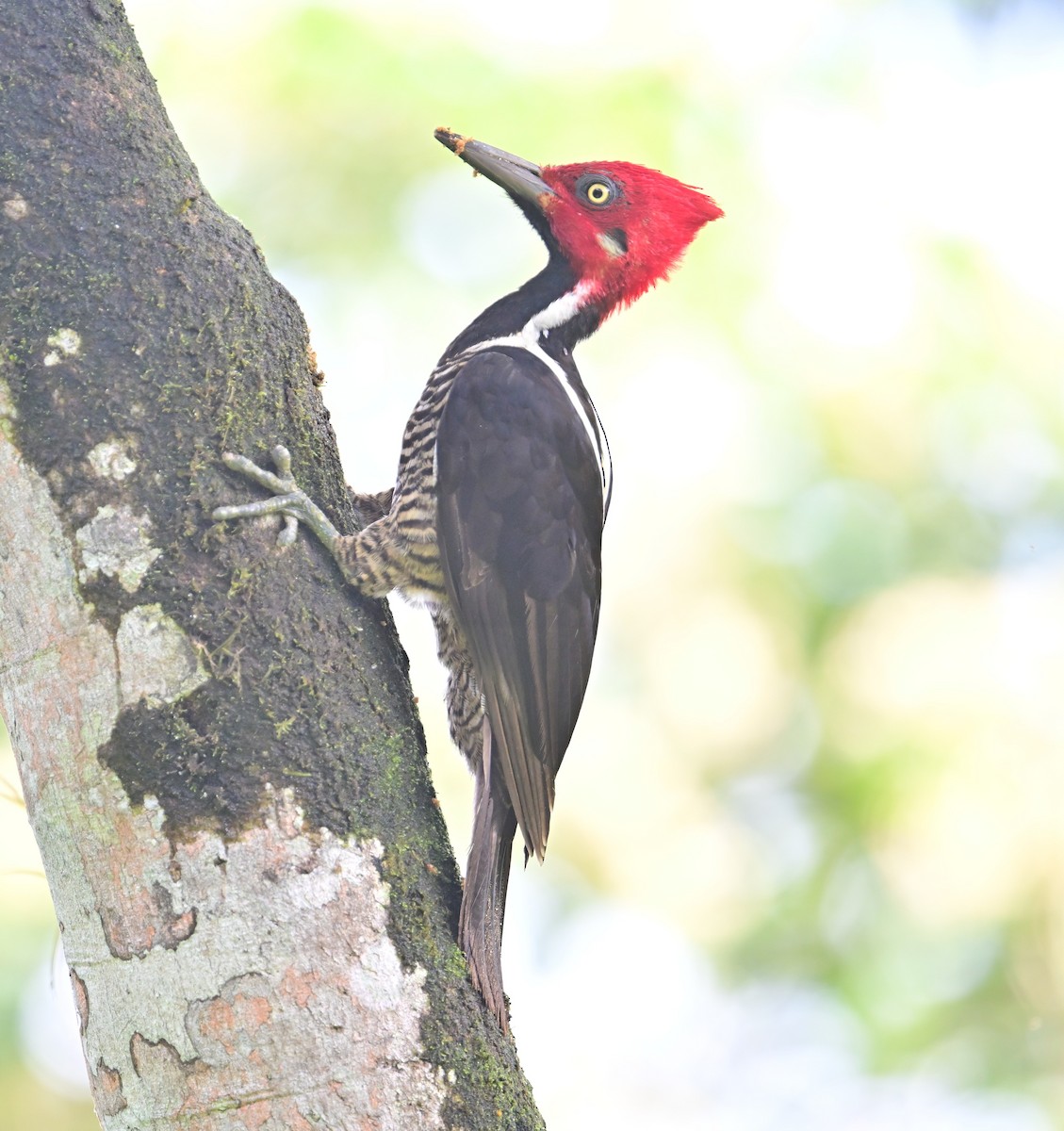 Guayaquil Woodpecker - ML645191465
