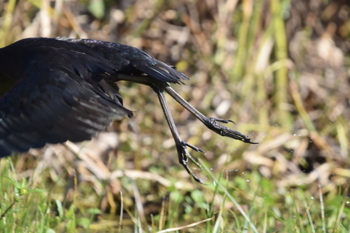 Glossy Ibis - ML645191466
