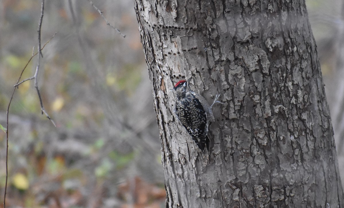 Yellow-bellied Sapsucker - ML645191467