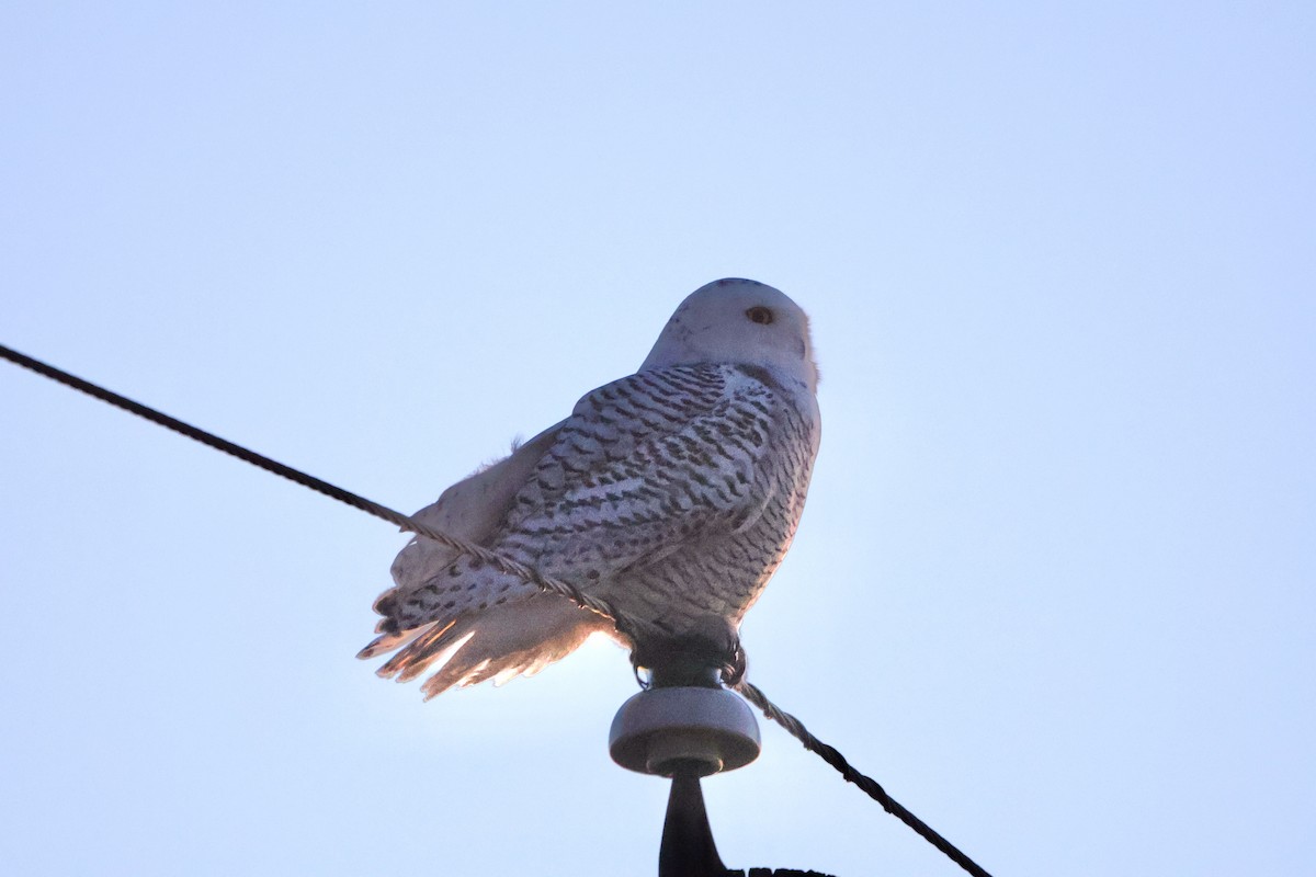 Snowy Owl - ML645191468