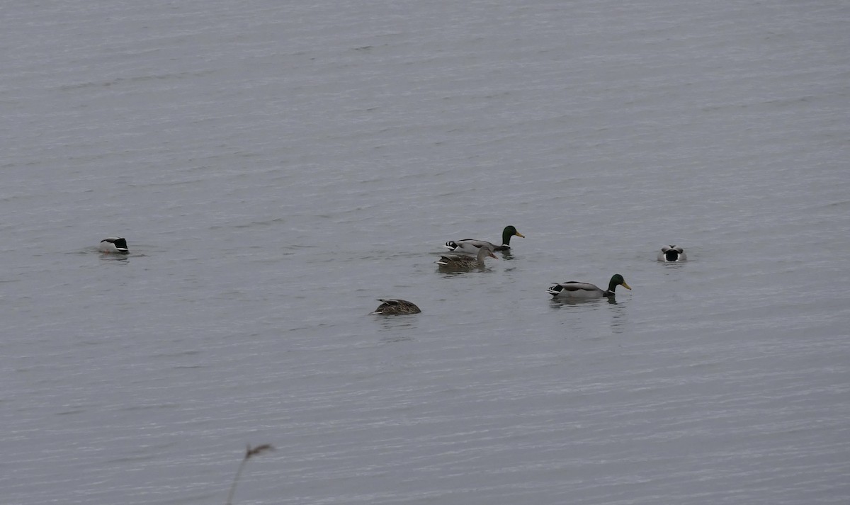 Mallard - ML645191470