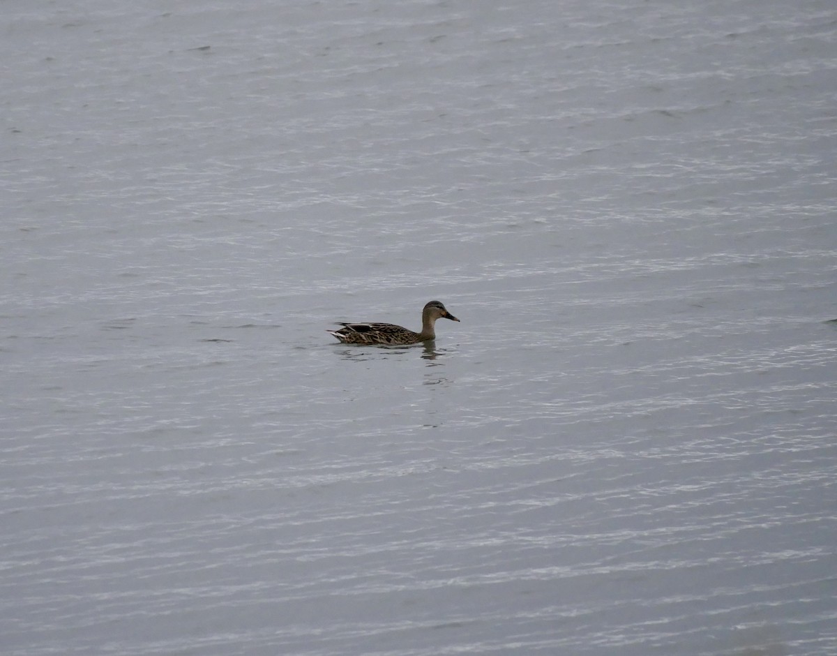 Mallard - ML645191471