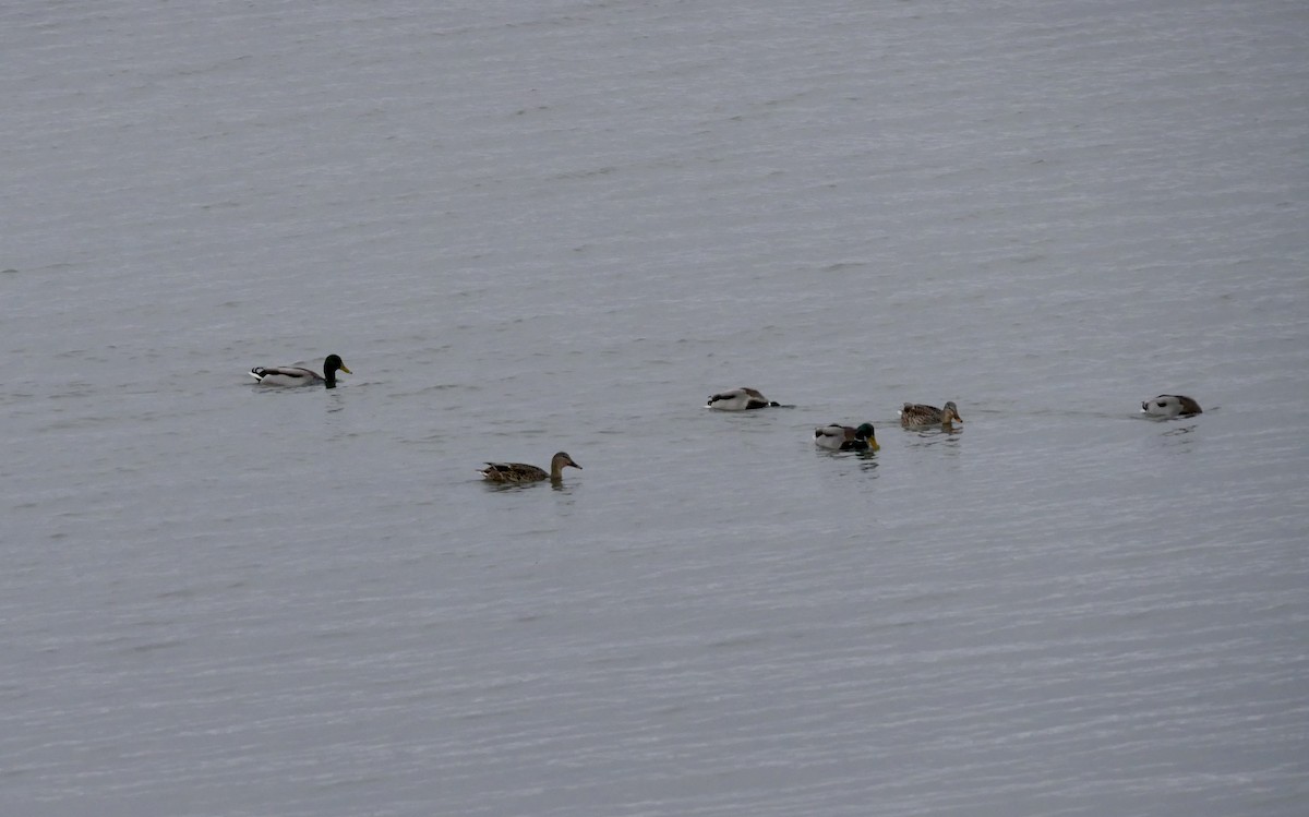 Mallard - ML645191472