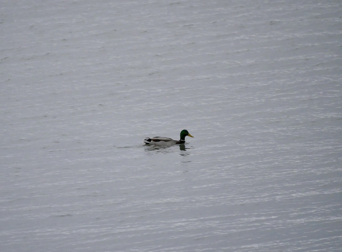 Mallard - ML645191473