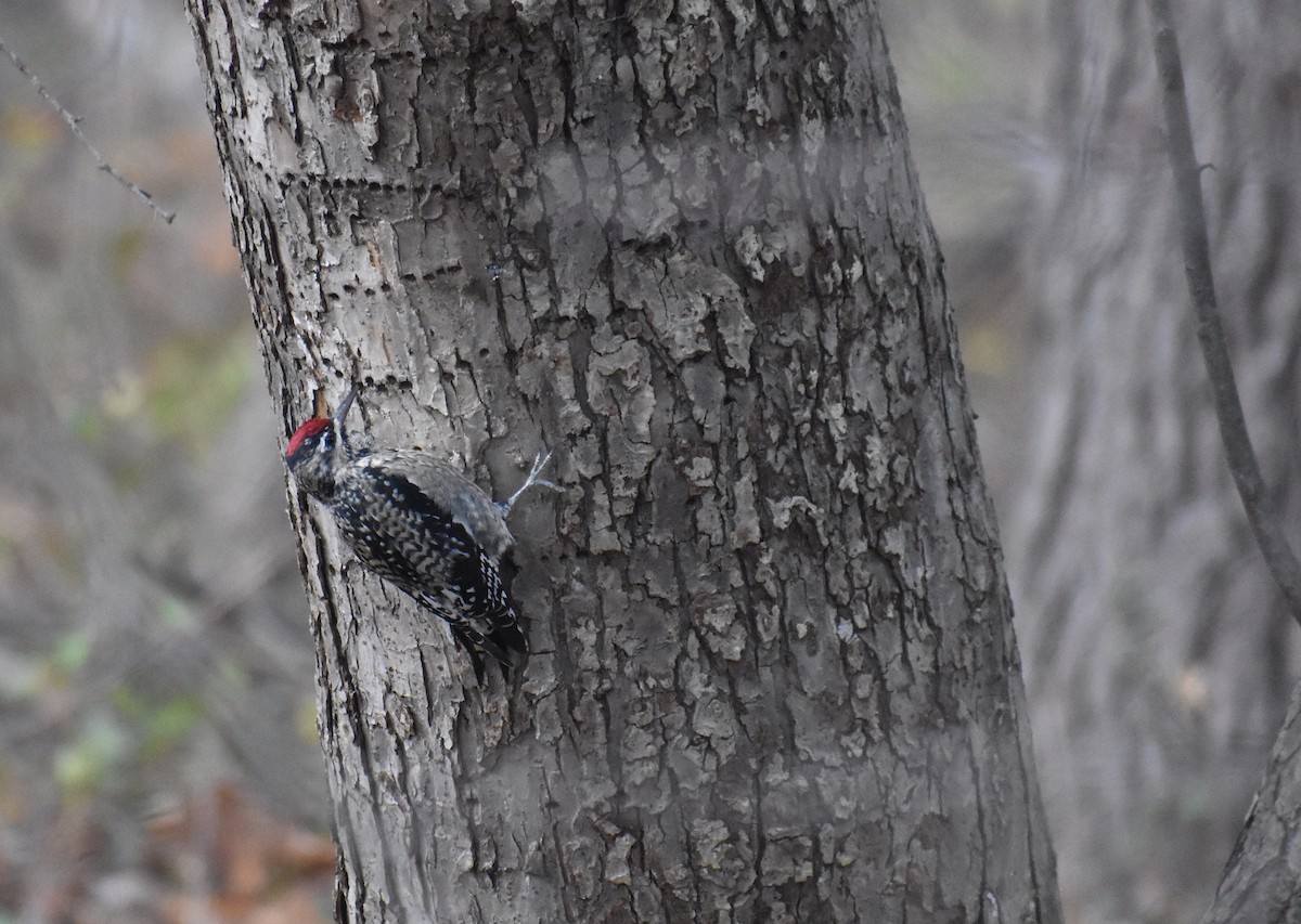 Yellow-bellied Sapsucker - ML645191474