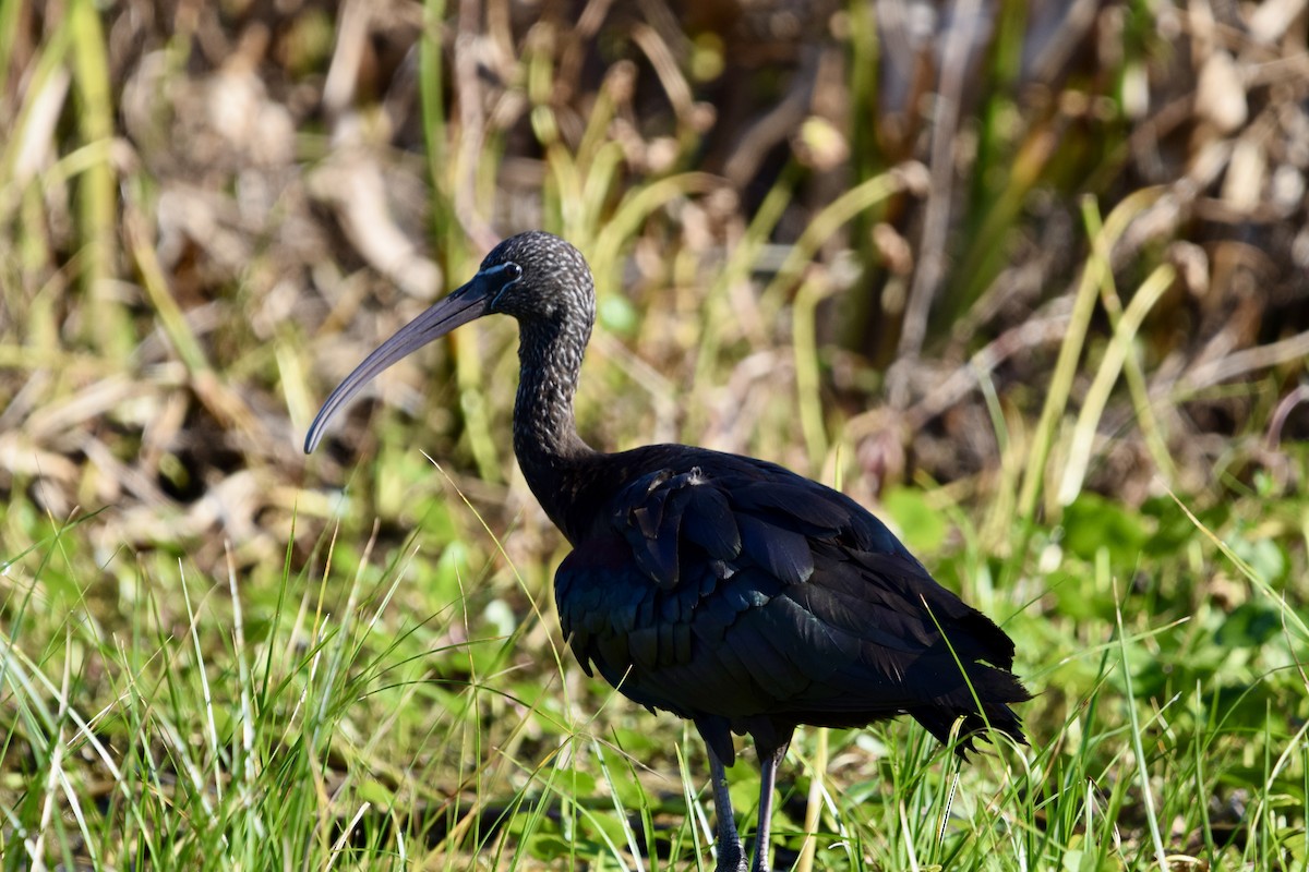 Glossy Ibis - ML645191475