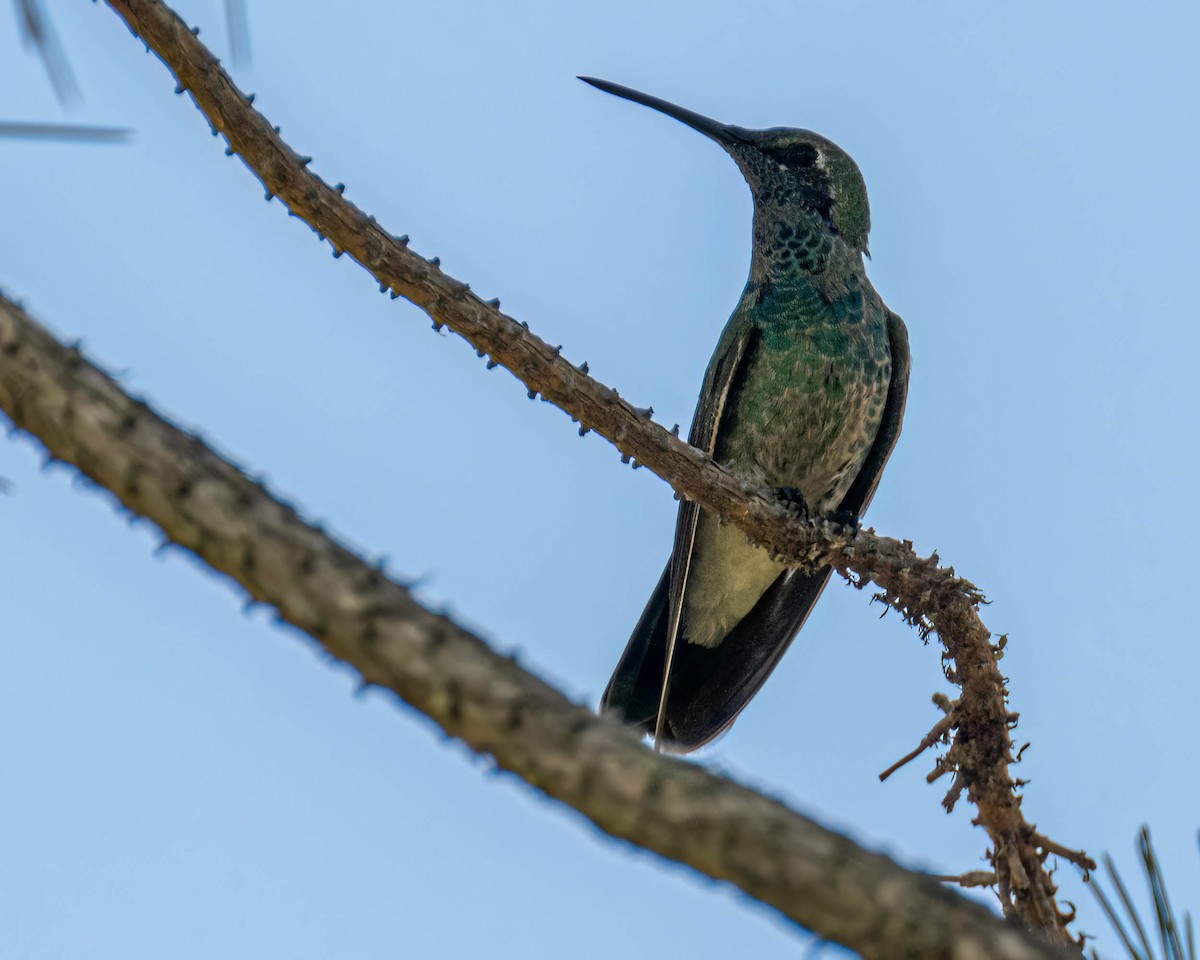 White-vented Violetear - ML645191497