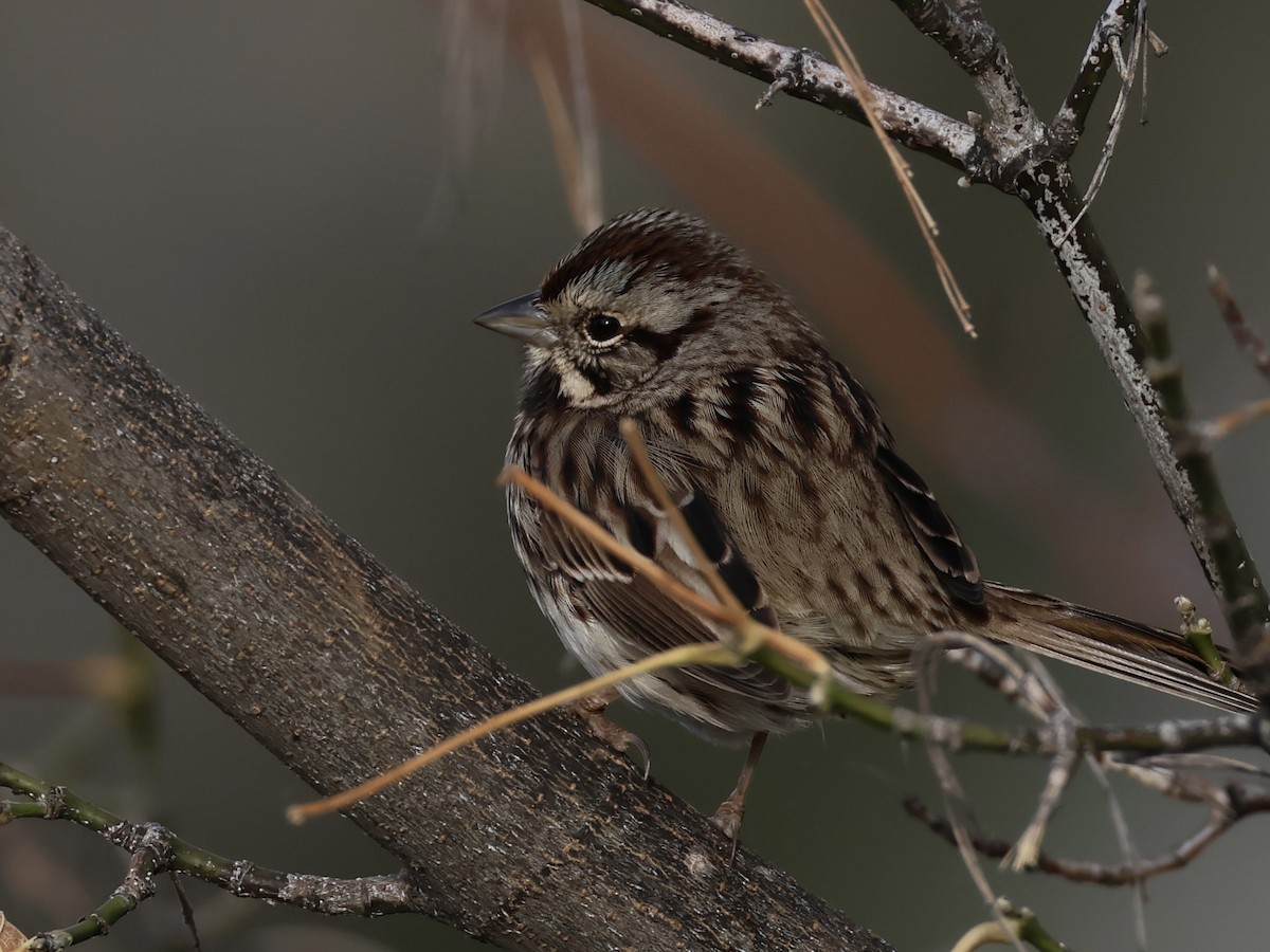 Song Sparrow - ML645191507