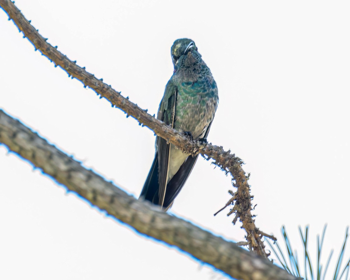 White-vented Violetear - ML645191508