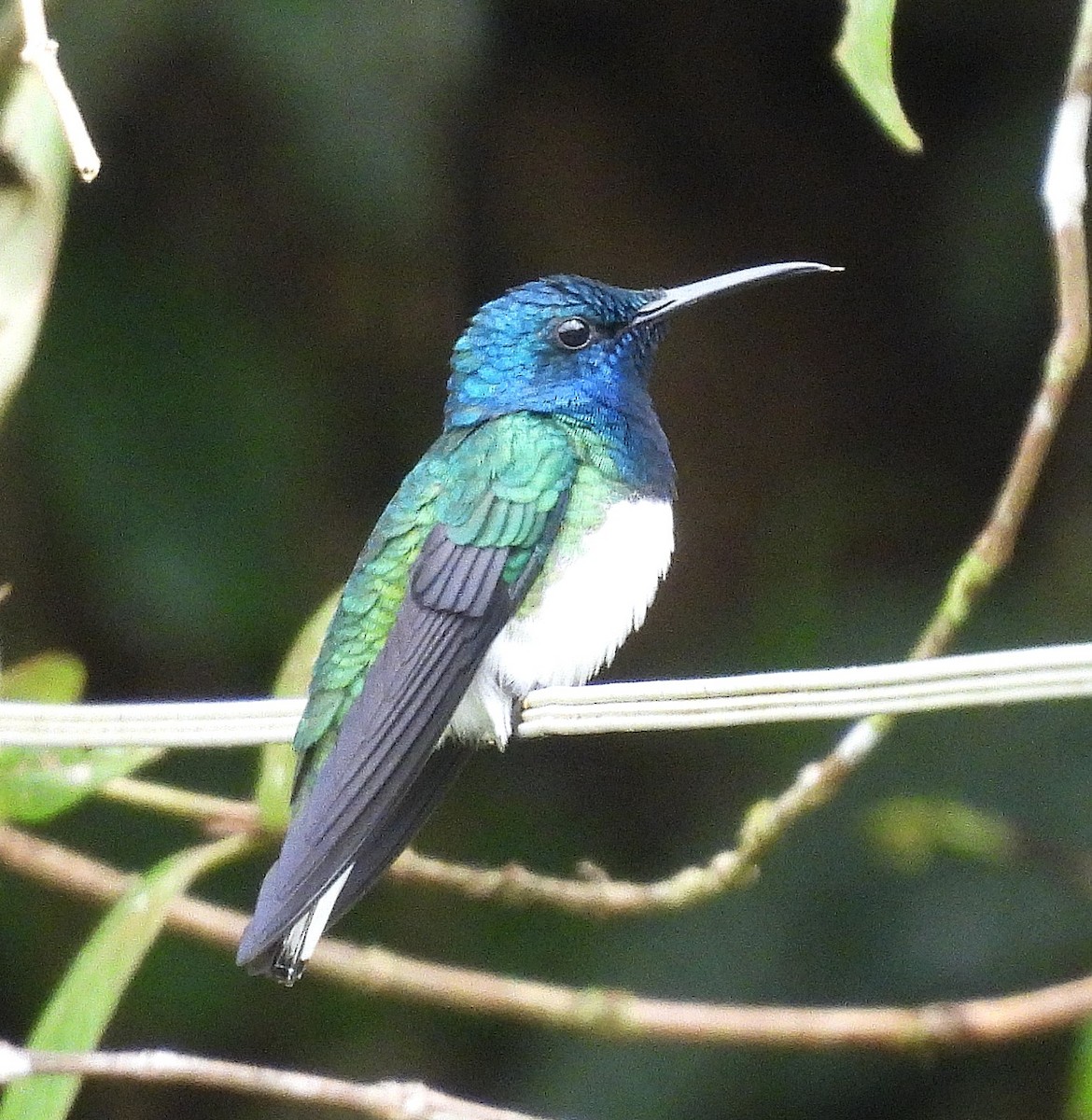 White-necked Jacobin - ML645191511