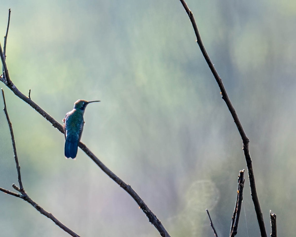 White-vented Violetear - ML645191515
