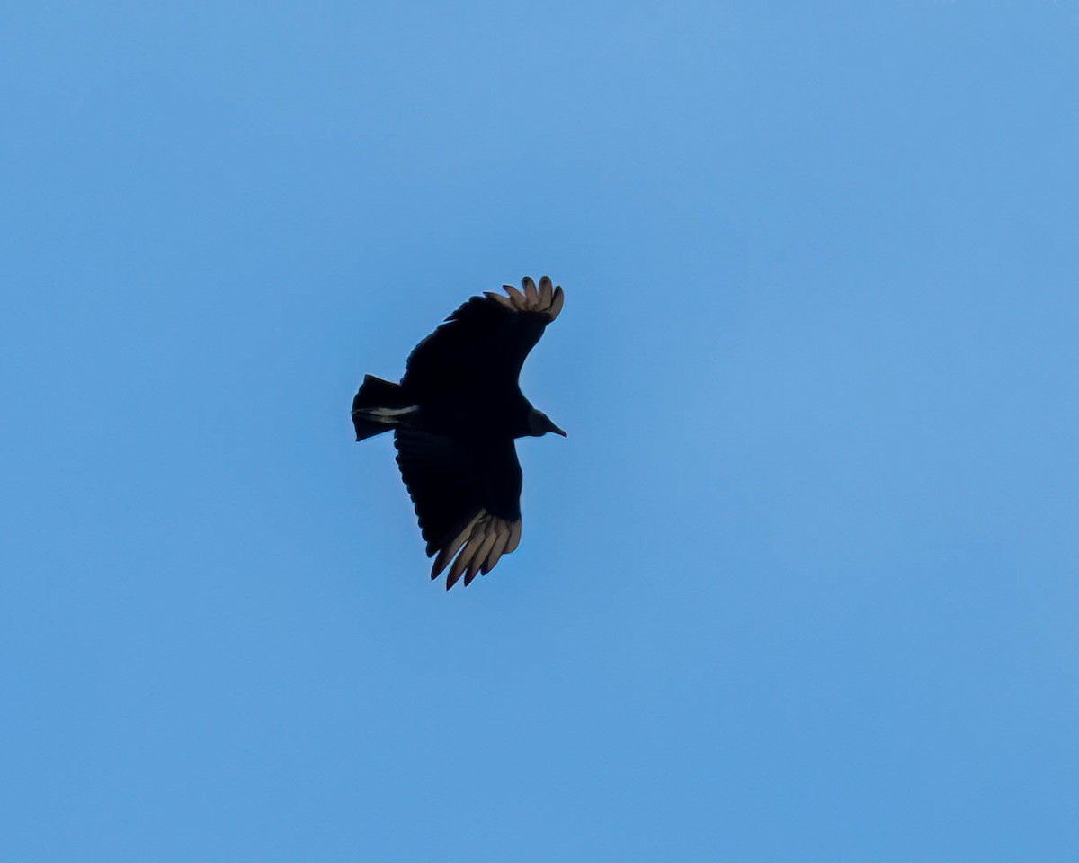 Катарта чорна - ML645191529