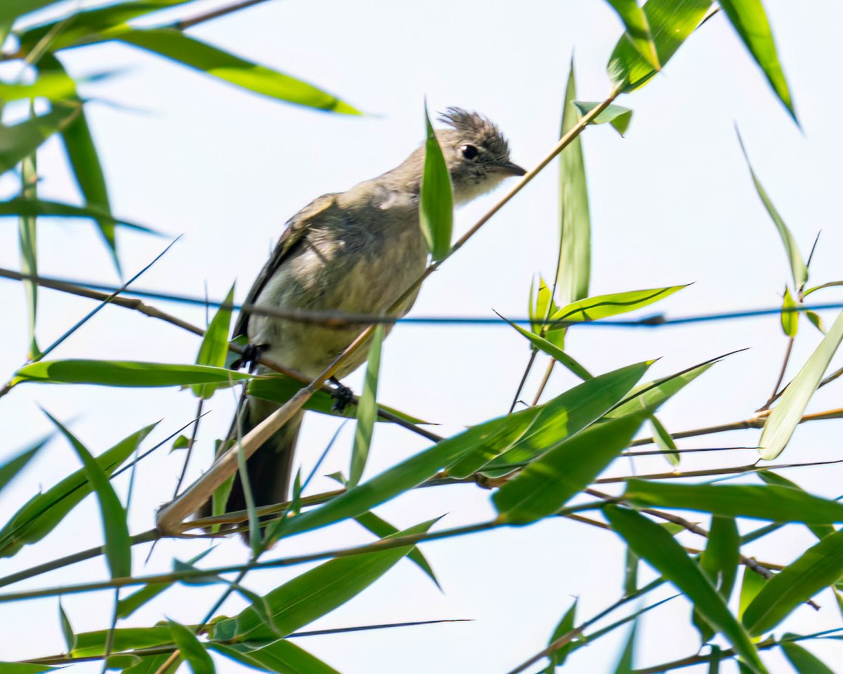 Желтобрюхая эления - ML645191553