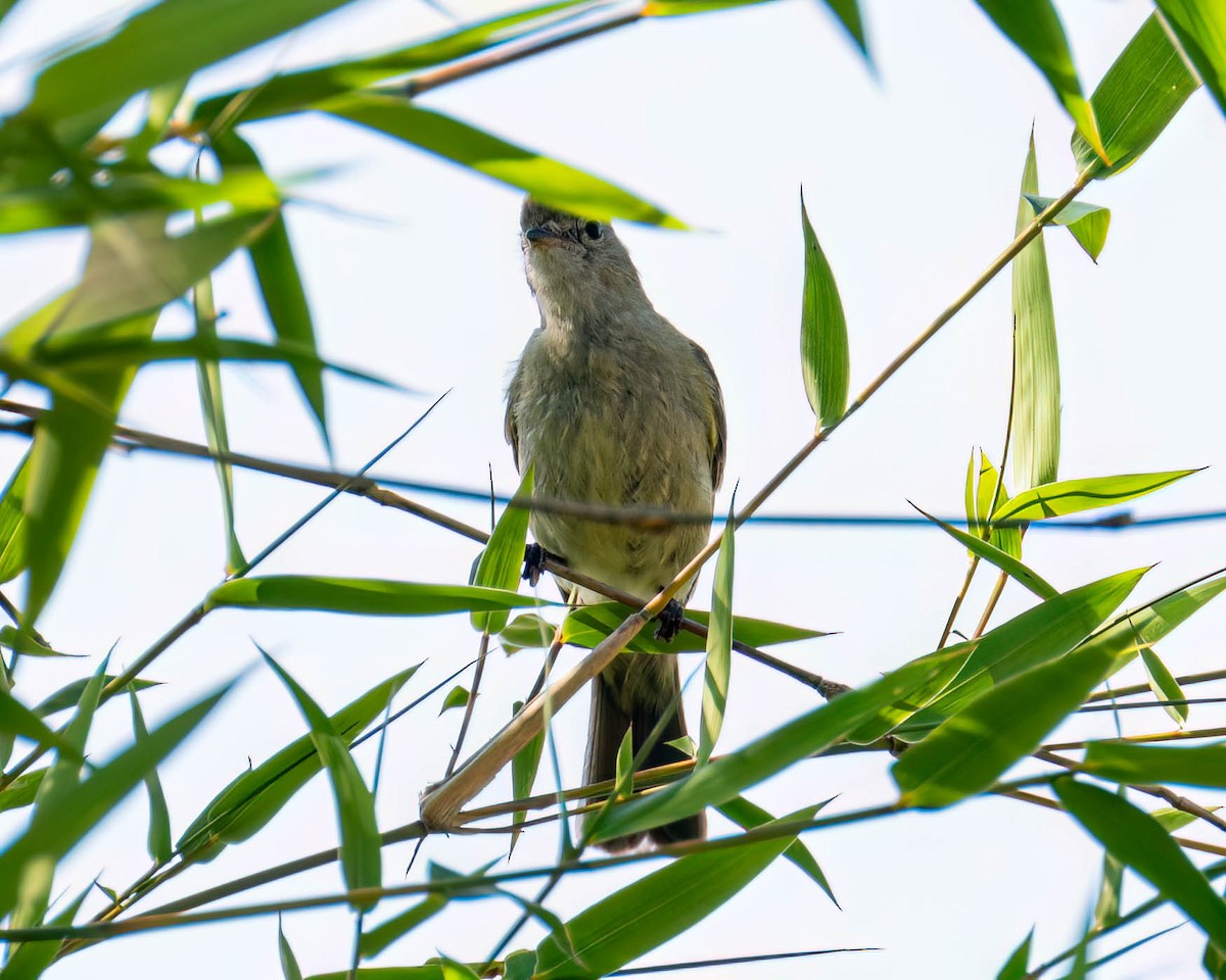 Желтобрюхая эления - ML645191554