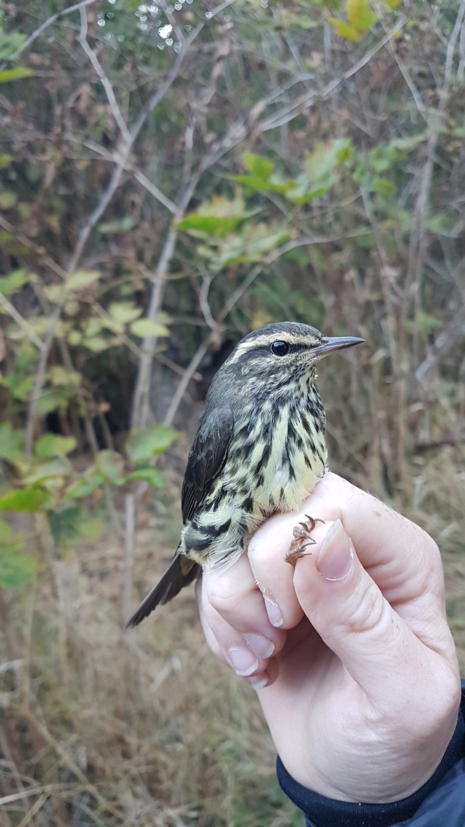 Northern Waterthrush - ML645191555