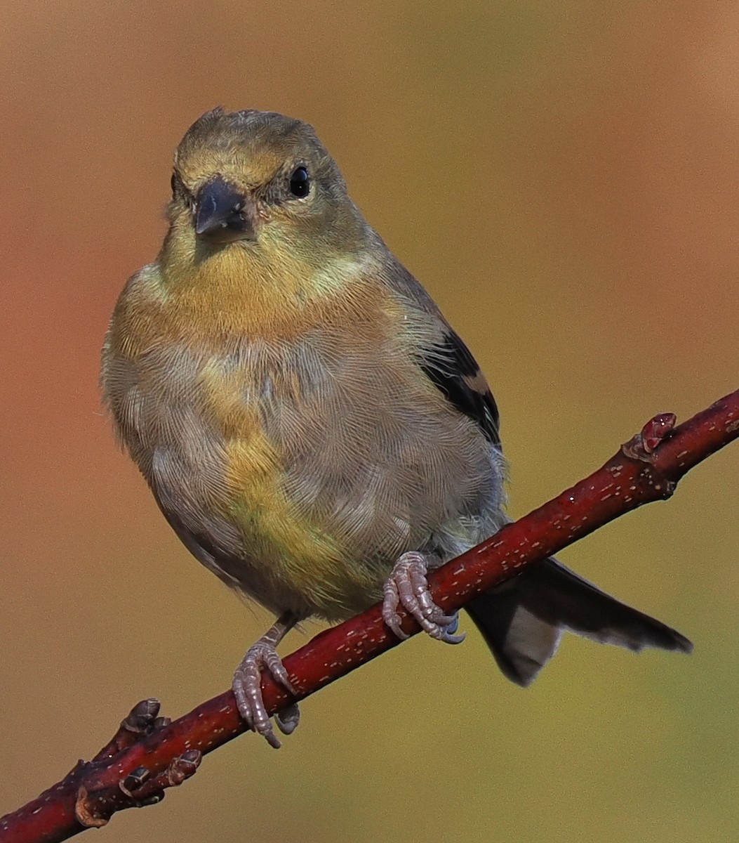 American Goldfinch - ML645191579