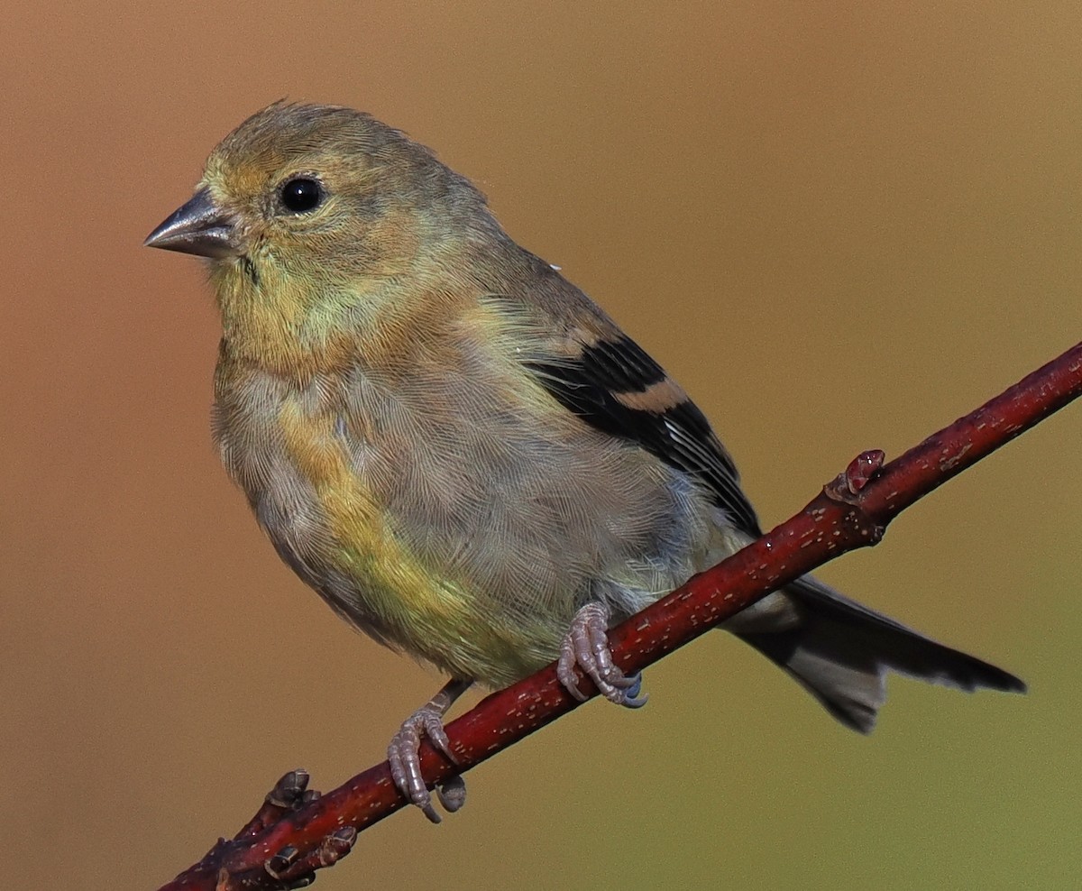 American Goldfinch - ML645191580