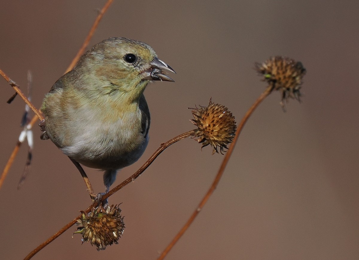American Goldfinch - ML645191581