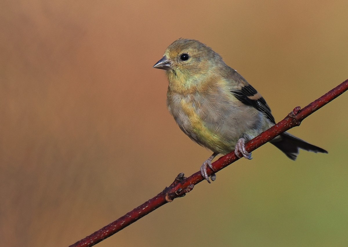 American Goldfinch - ML645191582