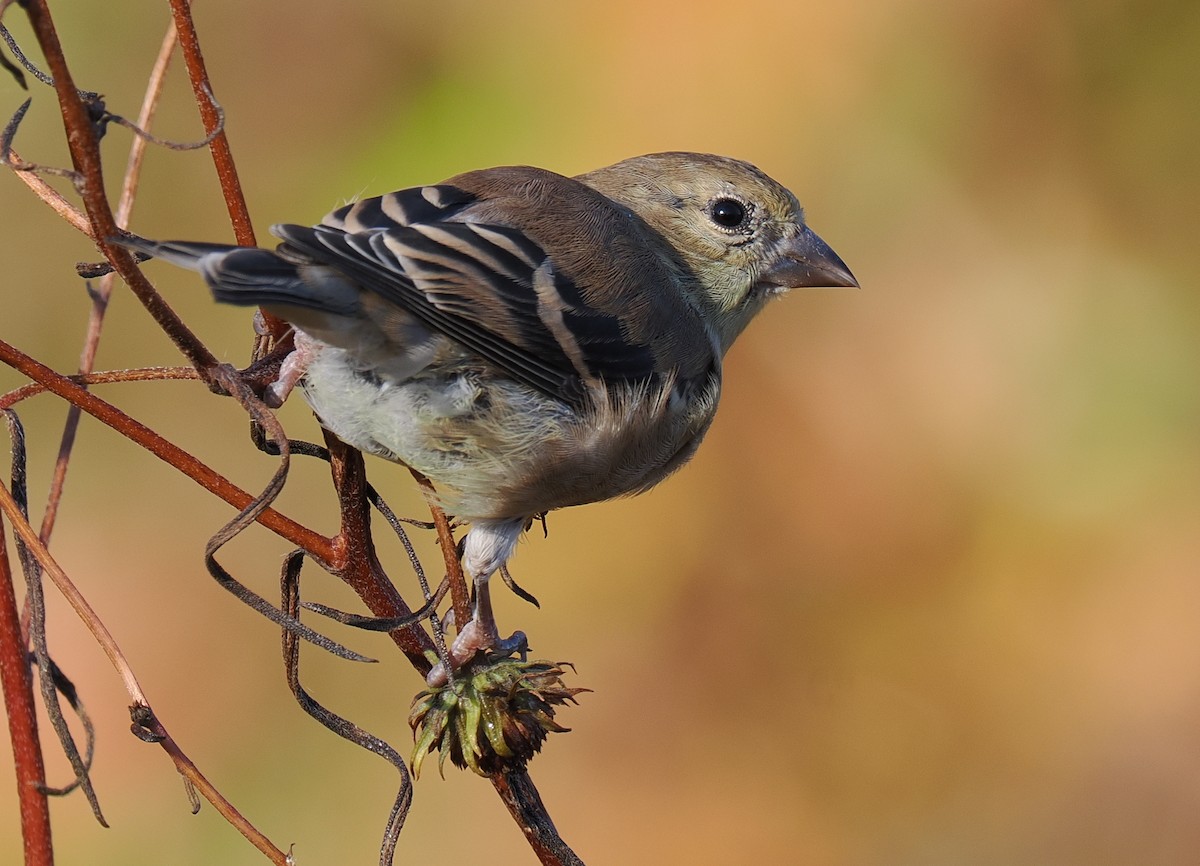 American Goldfinch - ML645191583