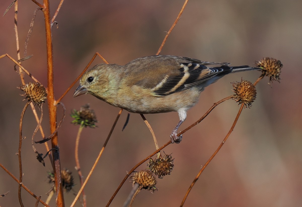 American Goldfinch - ML645191584