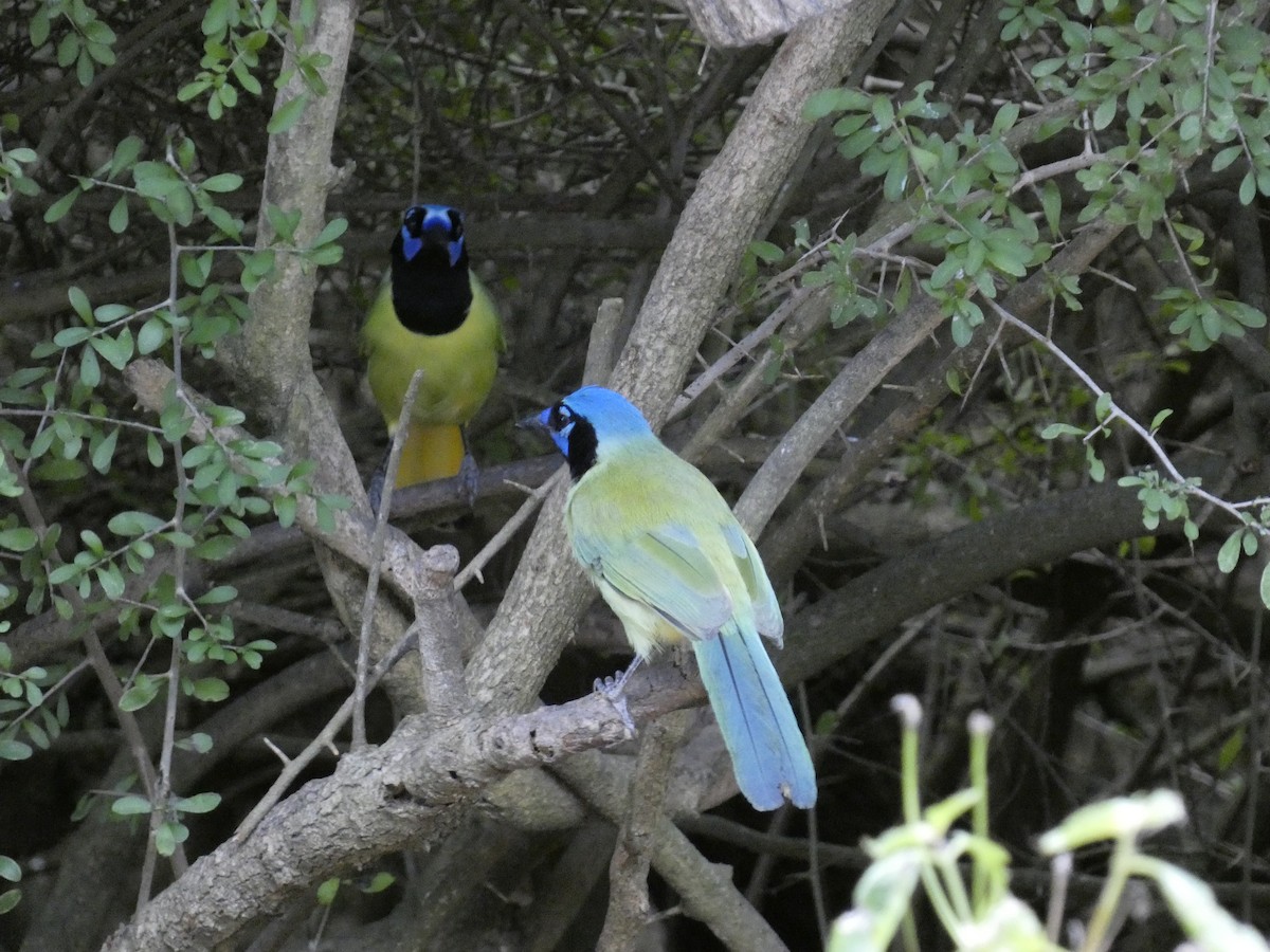 Geai vert - ML645191591