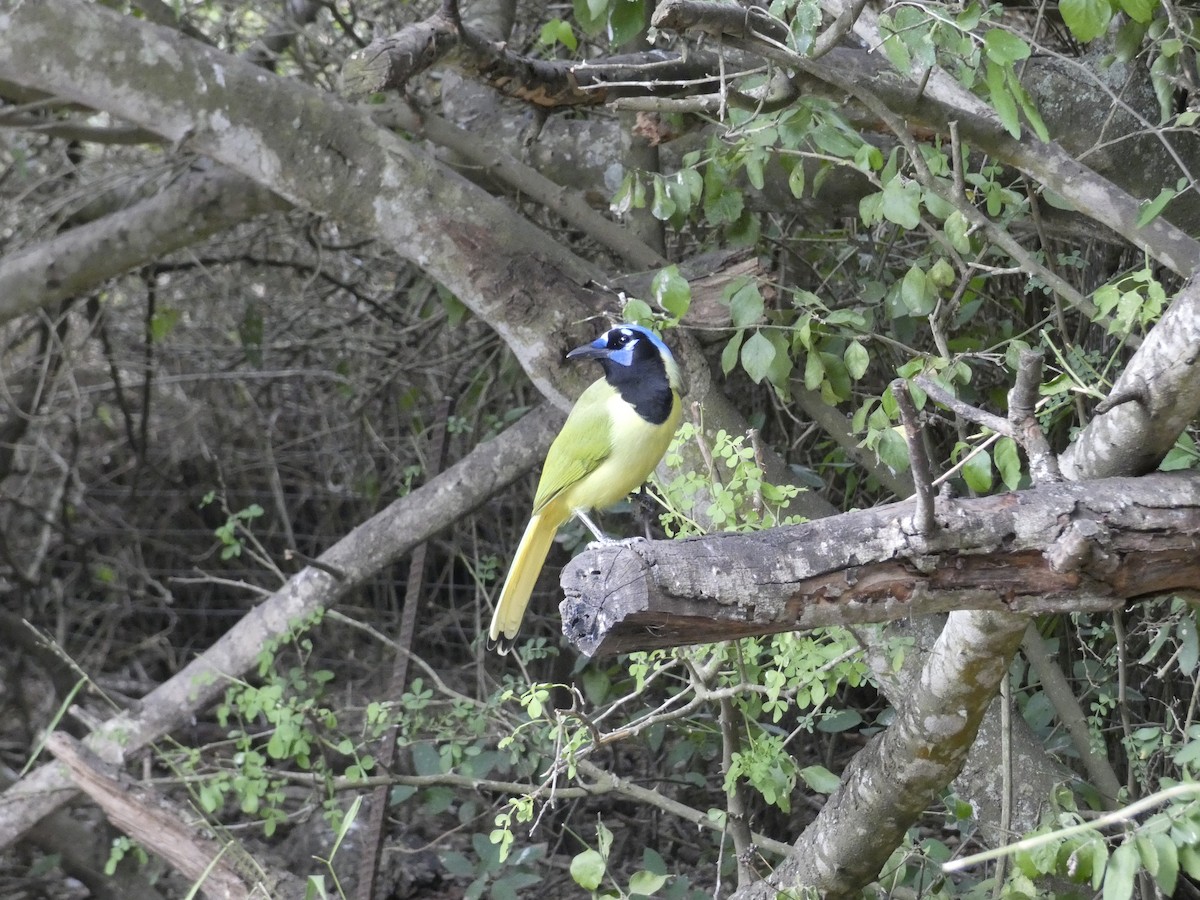 Geai vert - ML645191592