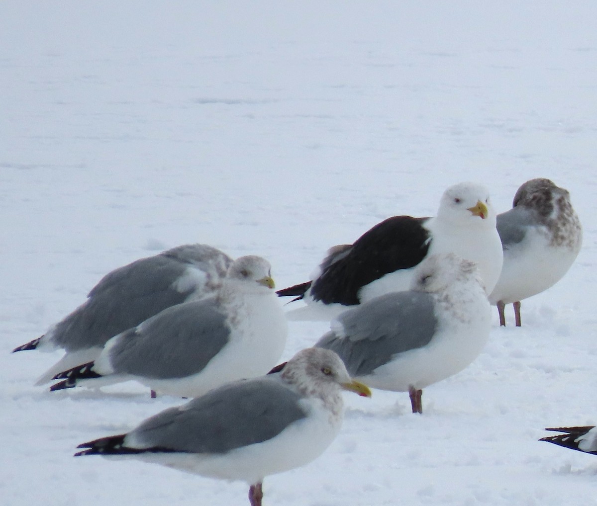 Great Black-backed Gull - ML645191604