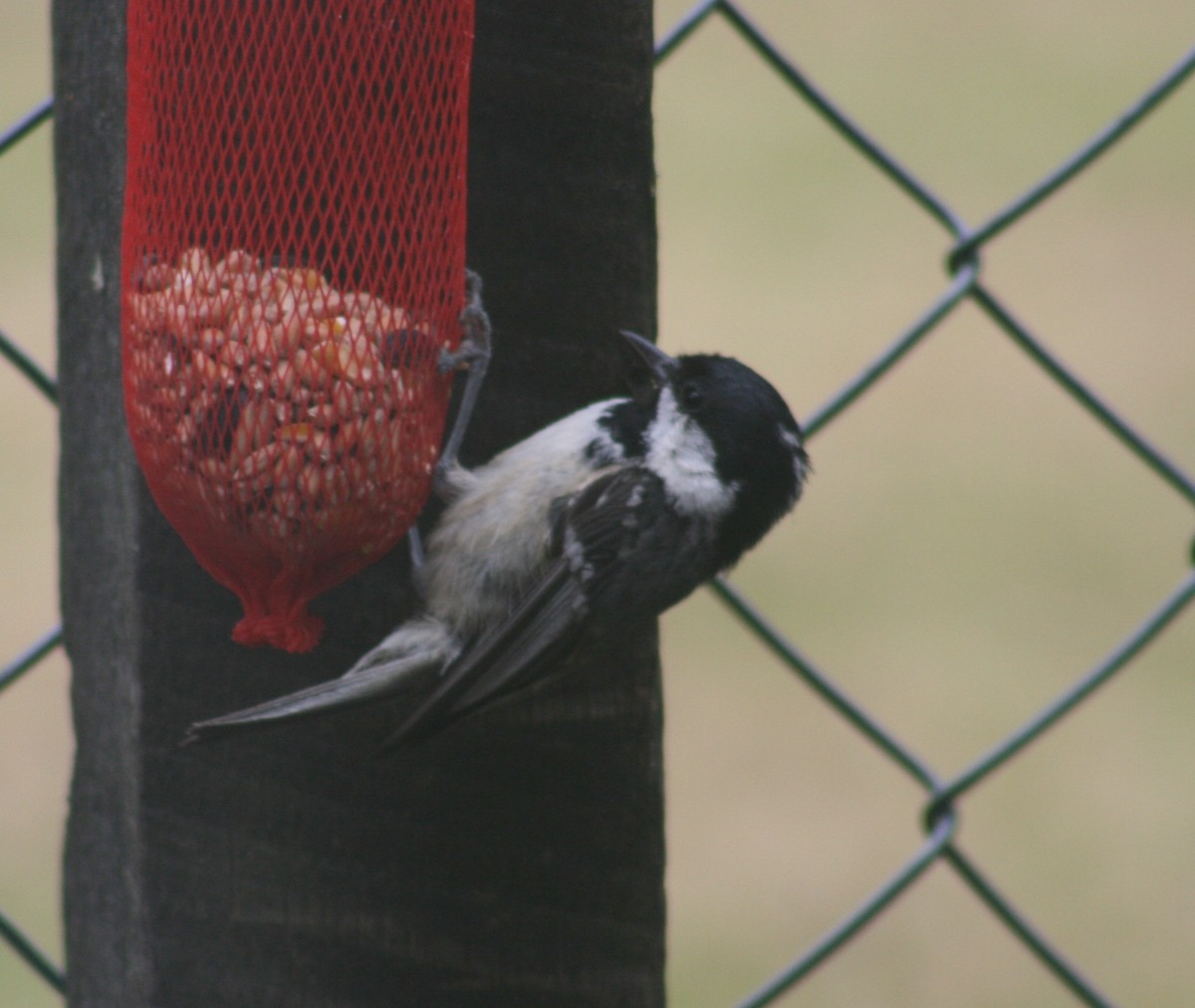 Өдөрч хөх бух - ML64519161