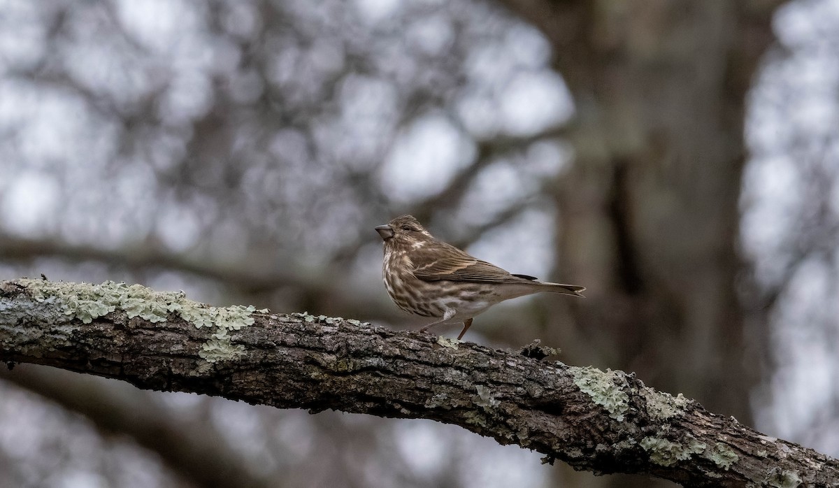 Purple Finch - ML645191622