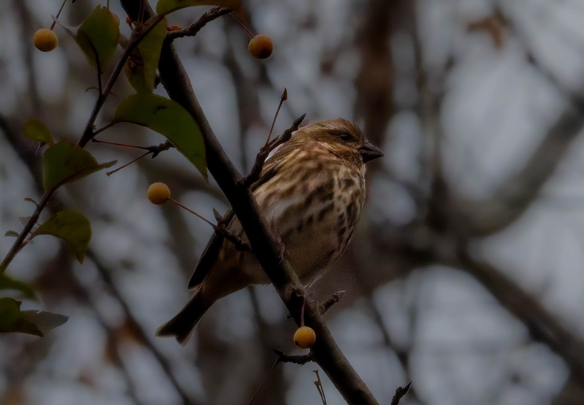 Purple Finch - ML645191624