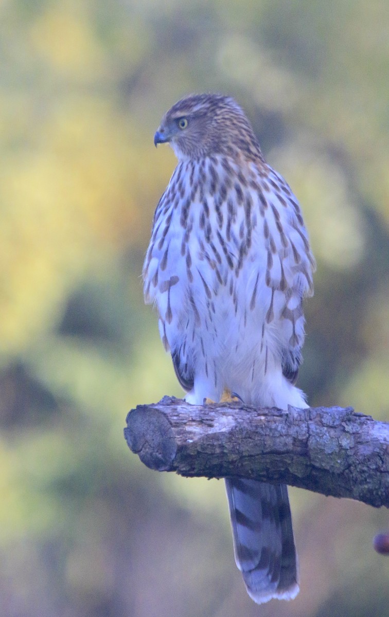 Cooper's Hawk - ML645191659
