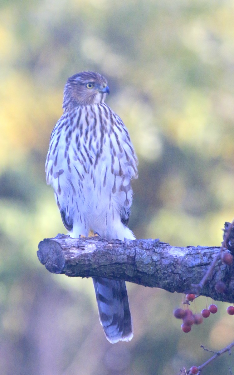 Cooper's Hawk - ML645191660