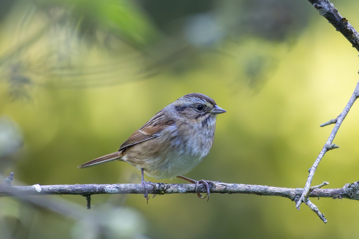 Swamp Sparrow - ML645191663