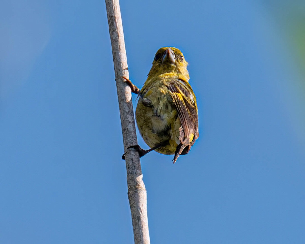 Hooded Siskin - ML645191682