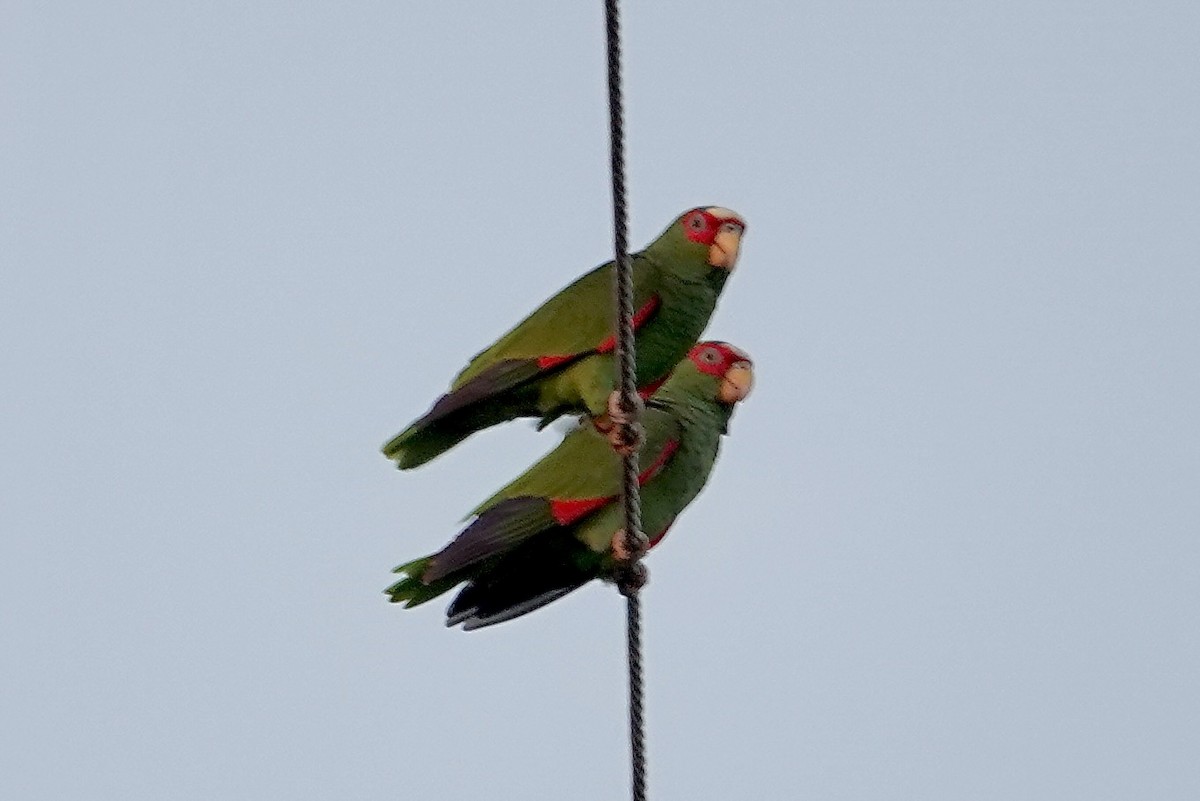 White-fronted Amazon - ML645191717