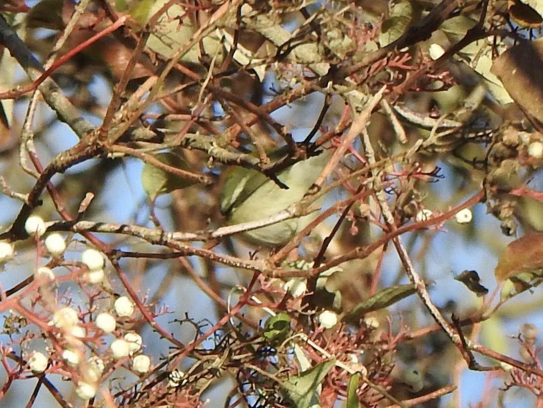 Northern Parula - ML645191725