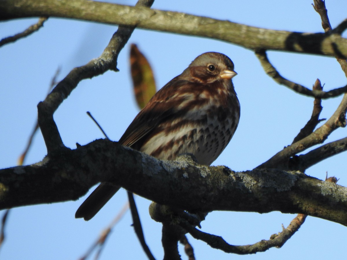 Fox Sparrow - ML645191729