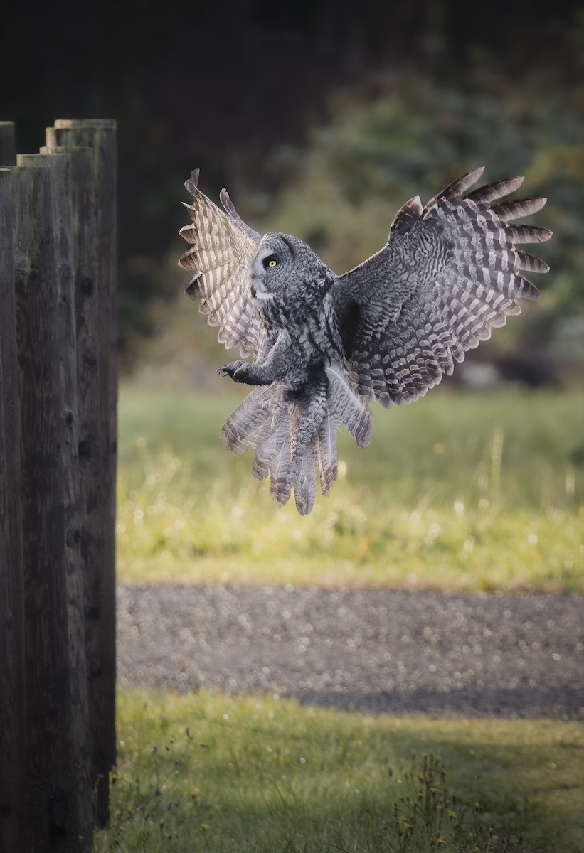 Great Gray Owl - ML645191737